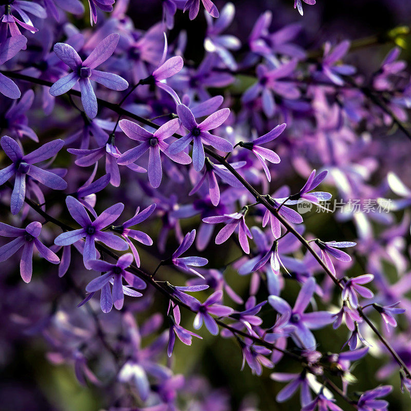 紫皇后花环(Petrea volubilis)开花藤蔓